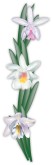 Orchids Clipart