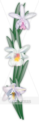 Orchids Clipart