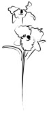 Two Elegant Orchid Blossoms