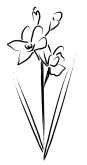 Brushstroke Cymbidium Orchid Sketch