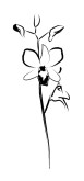 Single Orchid Blossom Line Art