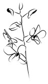 Dendrobium Orchid Line Art