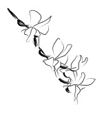 four Dendrobium Blossoms