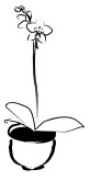 Brushstroke Potted Orchid
