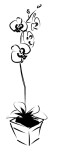 Brushstroke Orchid Flowering