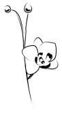 Phalaenopsis Blossom