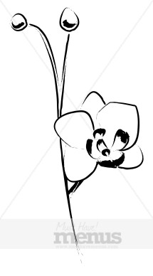 Phalaenopsis Blossom