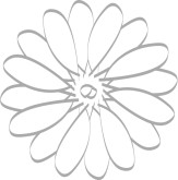 Daisy Gray Line Accent