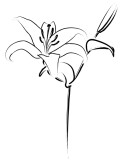 Brushstroke Black and White Lily