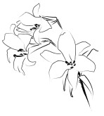 Three Brushstroke Lilies