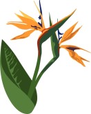 Birds of Paradise Clipart