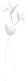Birds of Paradise Flower Clipart