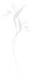 Tropical Flower Clip Art