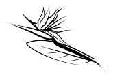 Tropical Flower Sketch Clipart