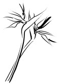 Birds of Paradise Sketch Clipart