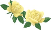 Two Pale Yellow Rose Flowers