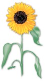 Sunflower Clipart