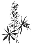 Snapdragon Garden Clipart