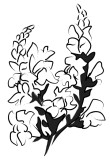 Snapdragon Blossom Clipart