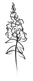 Snapdragon Flower Clipart