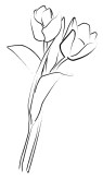 Two Tulip Blossoms