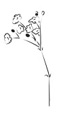 Baby's Breath Black and White Sketch