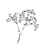 Sprigs of Black and White Baby's Breath