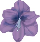 Asian Hibiscus