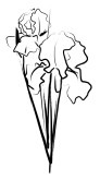 Black and White Iris Sketch
