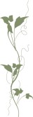 Growing Vines and Leaves