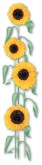 Sunflower with Drop Shadow Menu Side