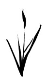 Lily Bud Clipart
