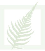 Fern Sprig in Frame