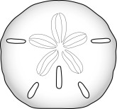 Sand Dollar Clipart
