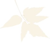 Faded October Leaf