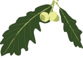 Oak Leaves Clipart