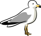 Seagull Clipart