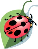 Ladybug Clipart