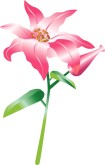 Lily Clipart