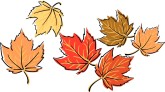 Maple Leaf Clipart