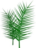 Palm Frond Clipart