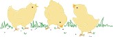 Baby Chicks Clipart