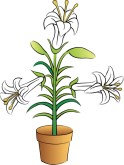 Easter Lily Clipart