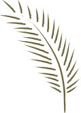 Palm Leaf Clipart