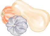 Squash Harvest Clipart