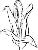 Corn Cob Clipart