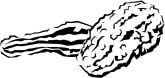 Gourds Clipart