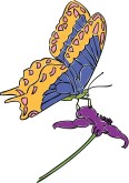 Farfalla Clipart