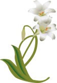 Lily Flower Clipart