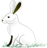 White Rabbit Clipart